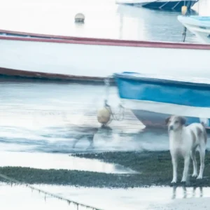 ghost dog