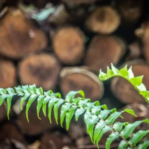 le souffle de la foret
