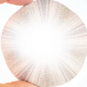 soleil en dentelle